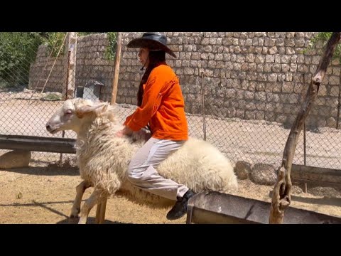 iranian nomadic life🩷Have you ever ridden a goat? I rode a goat😳My most exciting ride
