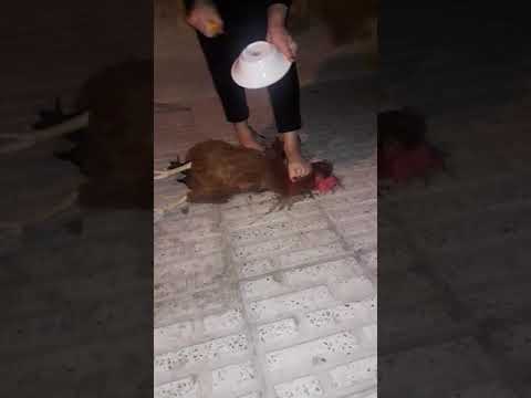 Iranian woman slaughter under feet,,,telegram channel: slaughterkings