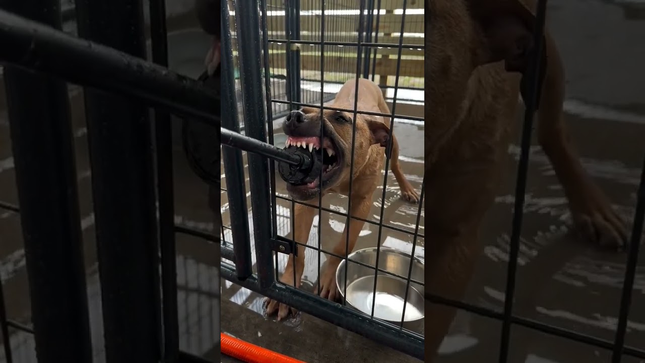 Iron jaws of a pit bull.