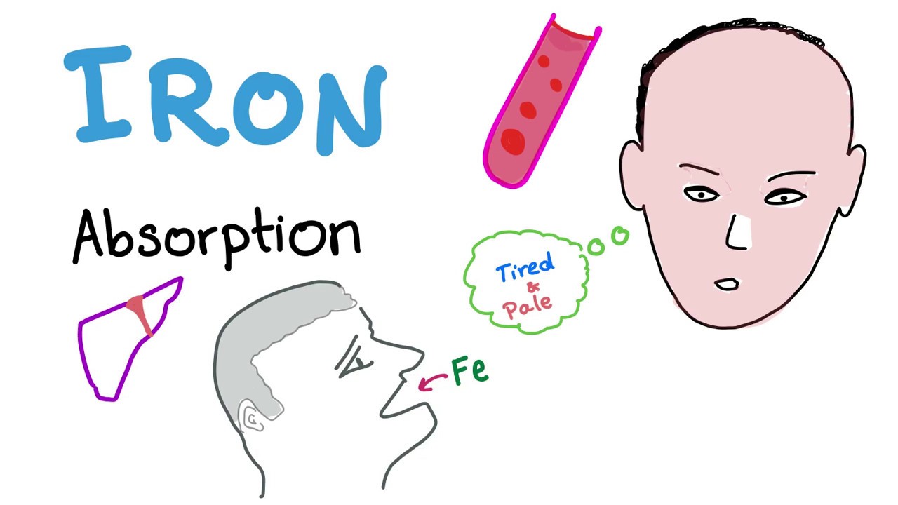 Iron Studies - Iron Absorption - Ferrous (Fe2+), Ferric (Fe3+), TIBC, Ferritin, Transferrin - Part 1