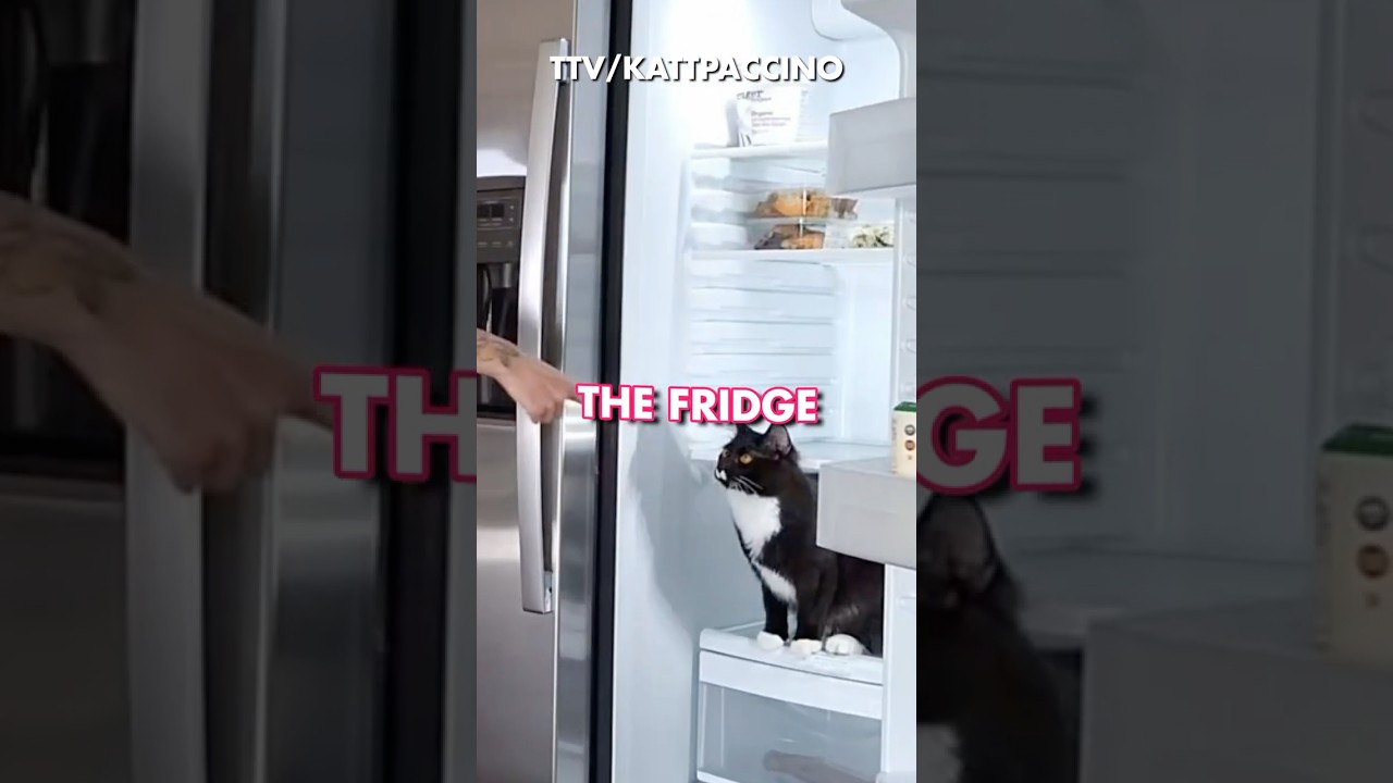 Is your refrigerator meowing? You better go uhhhh idk