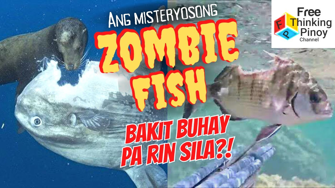 ISDANG PATAY PERO LUMALANGOY?? Why Fish still moves after big injury?