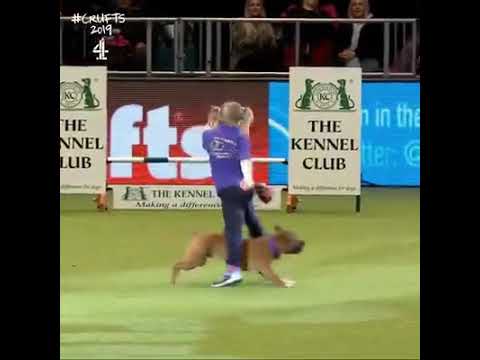 Isi and Jersey at Crufts Staffordshire bull terrier