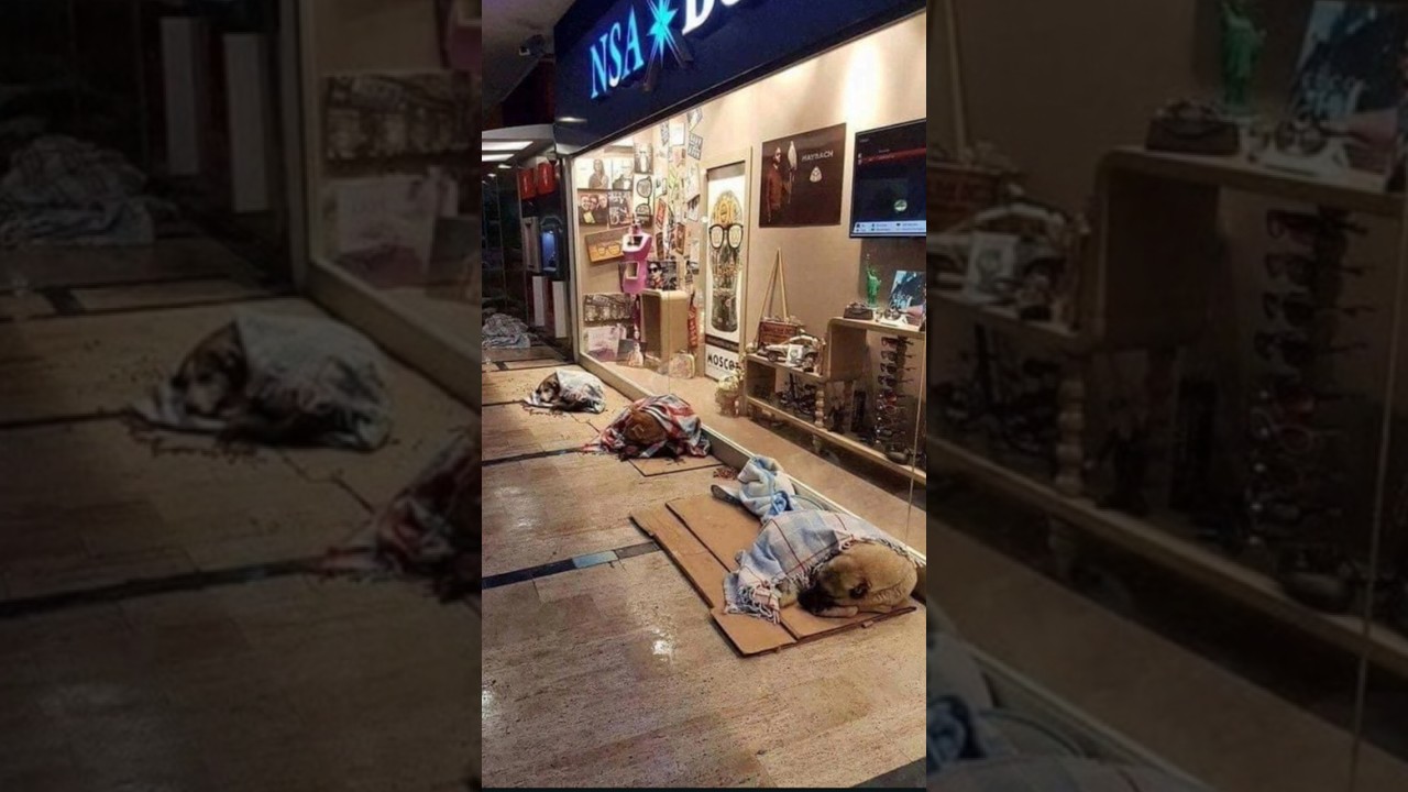 Istanbul Malls Welcome Street Dogs in Winter #facts #shorts