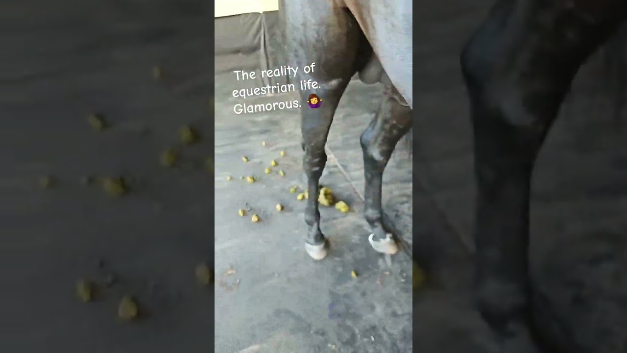 It's GLAMOROUS! 💩 #poop #horsepooping #horsepoop #equestrianglamour #equestrian #horses #glamour