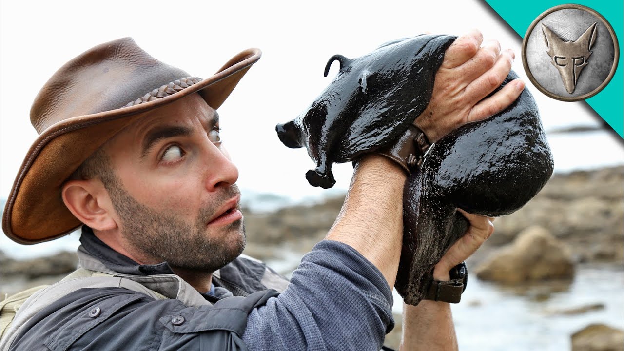 IT'S HUGE! Giant Black Slug!