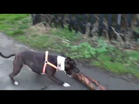 It's just a small stick! Typical staffy
