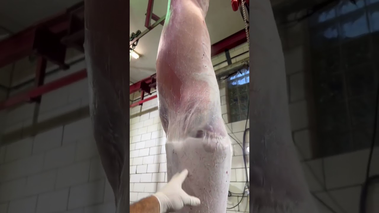 “It’s no skin off my back”-this lamb, probably
