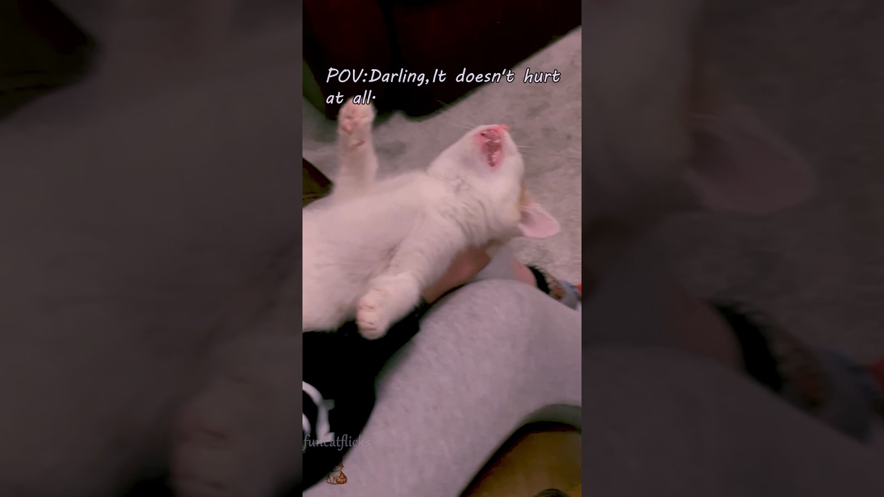 It’s so dramatic #funnycat#fyp#dramacat#catvideos