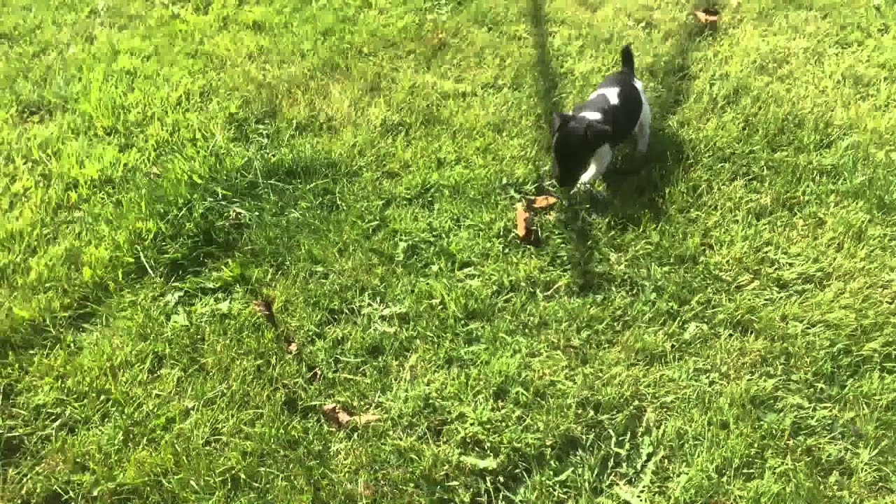 Jack Russell Boys 8 weeks old