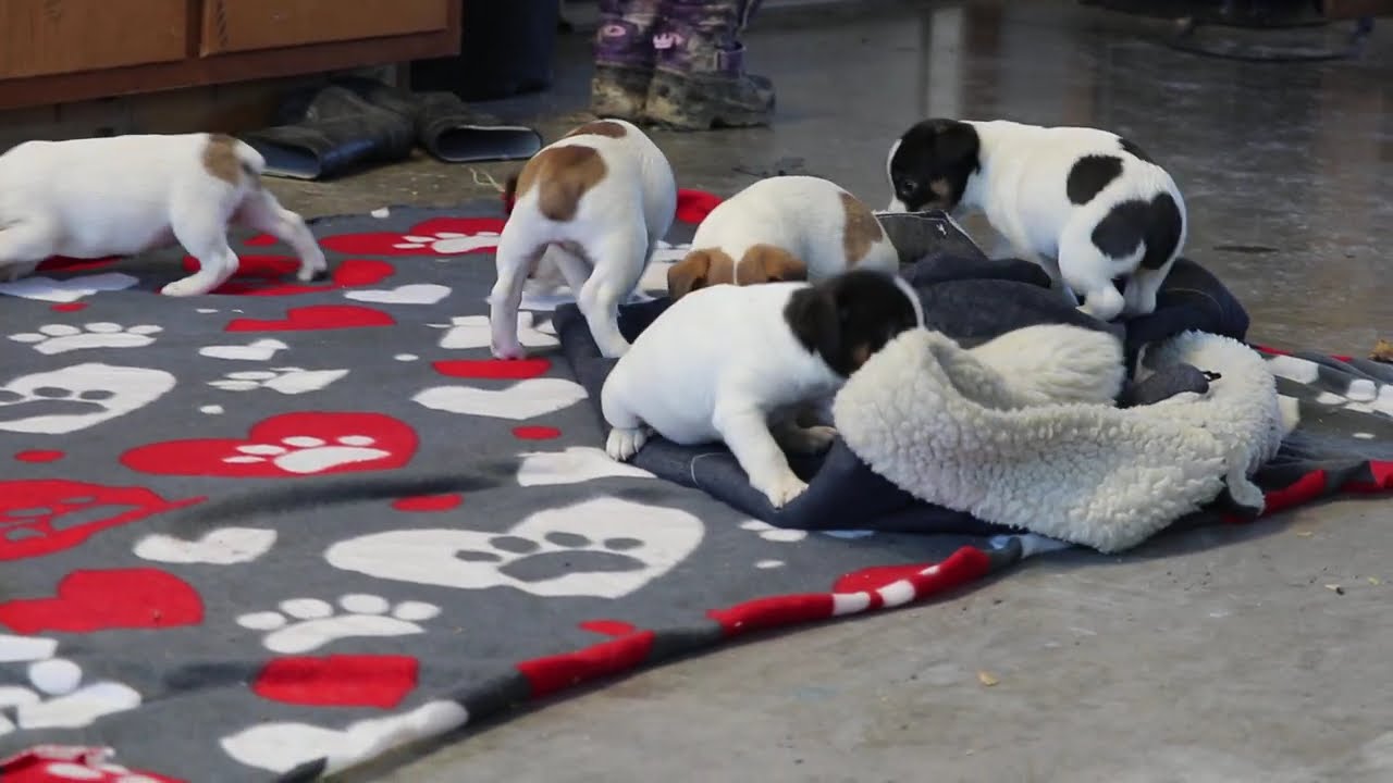 Jack Russell Puppies For Sale