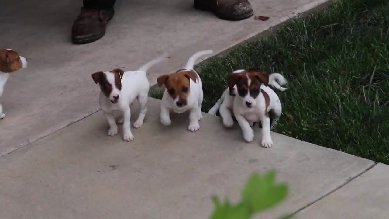 Jack Russell Puppies For Sale