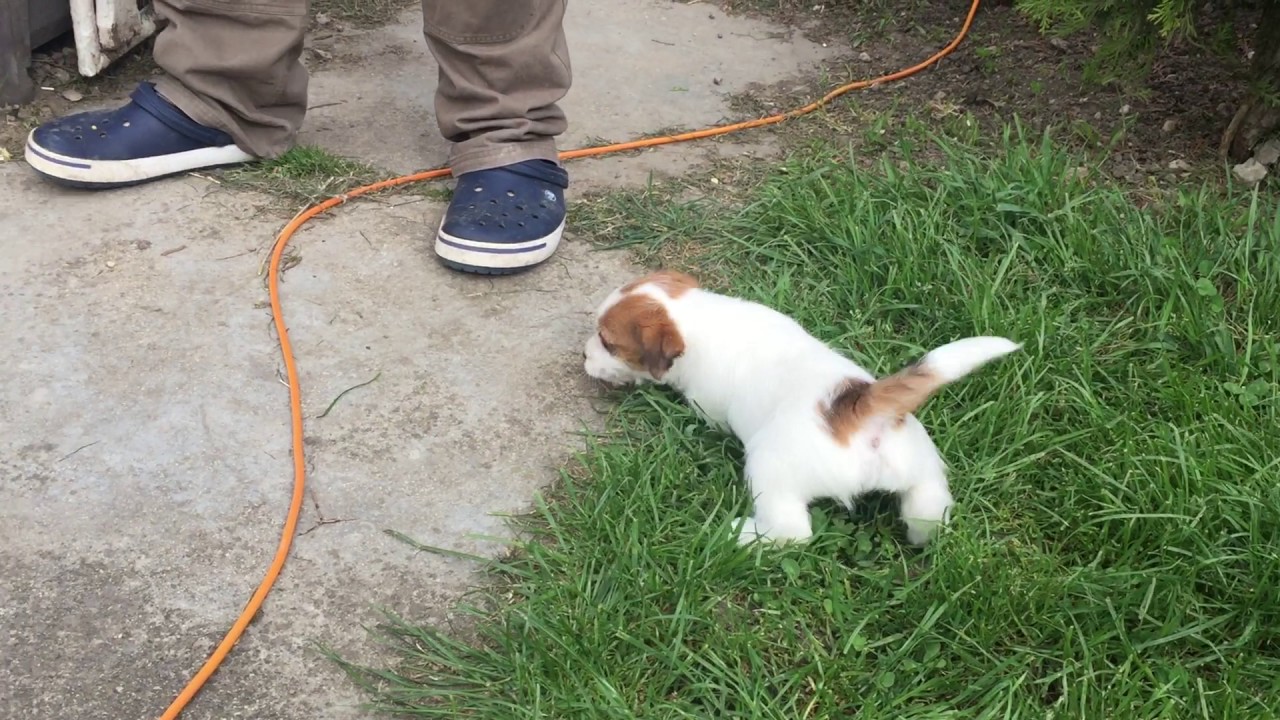 Jack Russell Terrier  female for sale Euro Puppy