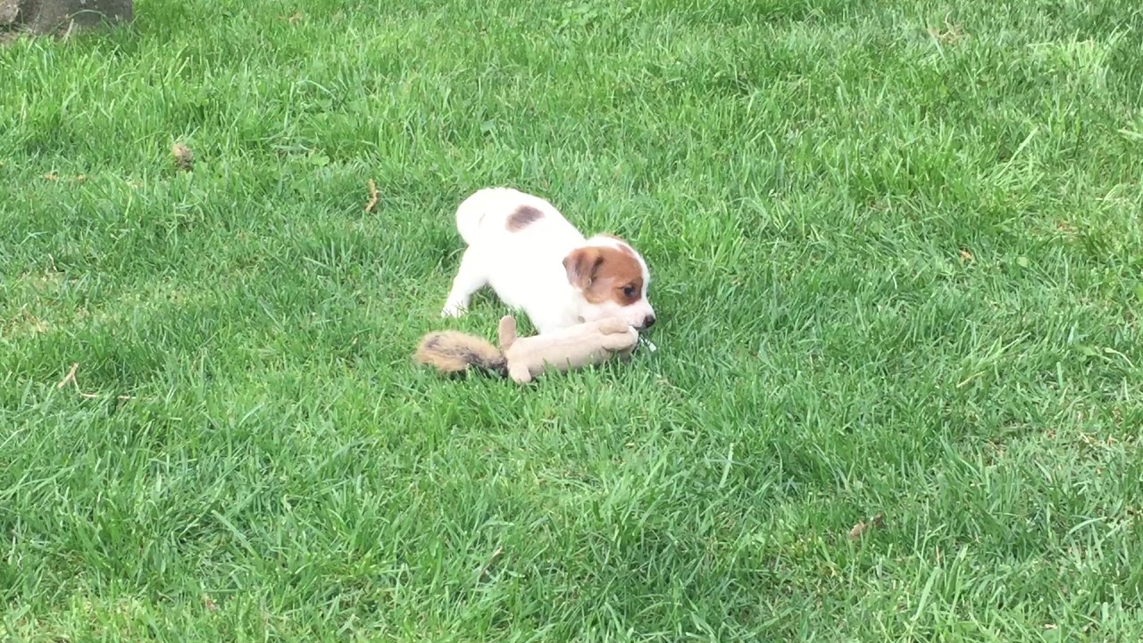 Jack Russell Terrier female for sale Euro Puppy