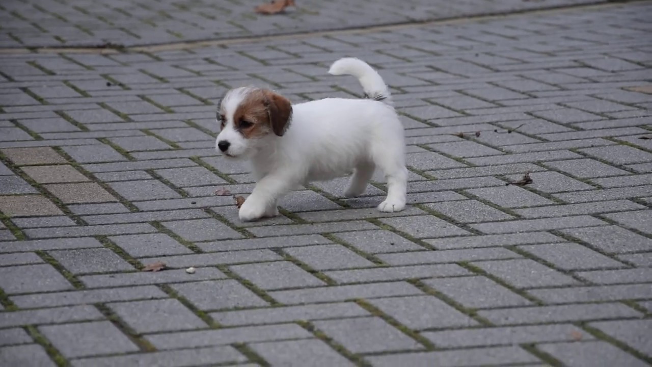 Jack Russell Terrier Female Puppy for sale