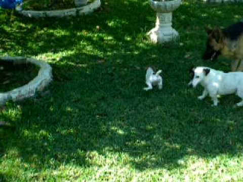 Jack Russell terrier hembra disponible.