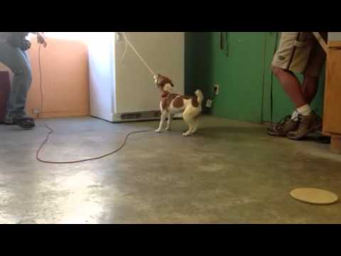 Jack Russell Terriers Are So Smart