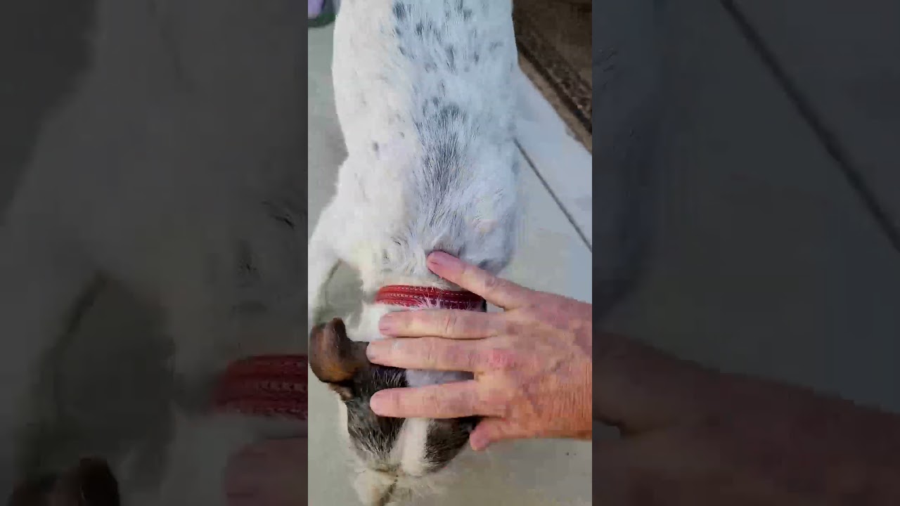 Jack Russell: The Ultimate Rat Killer | #JackRussellTerrier #shorts