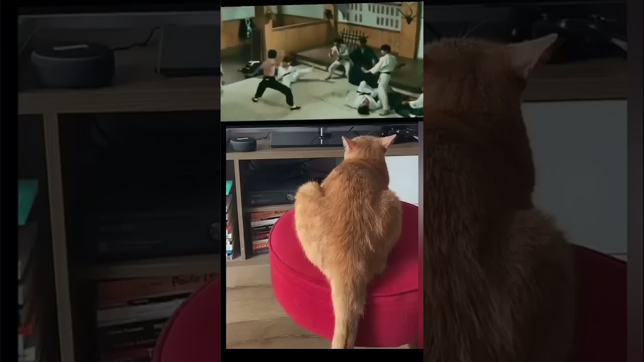 Jackie chan cat #shortsfeed #cat #fyp