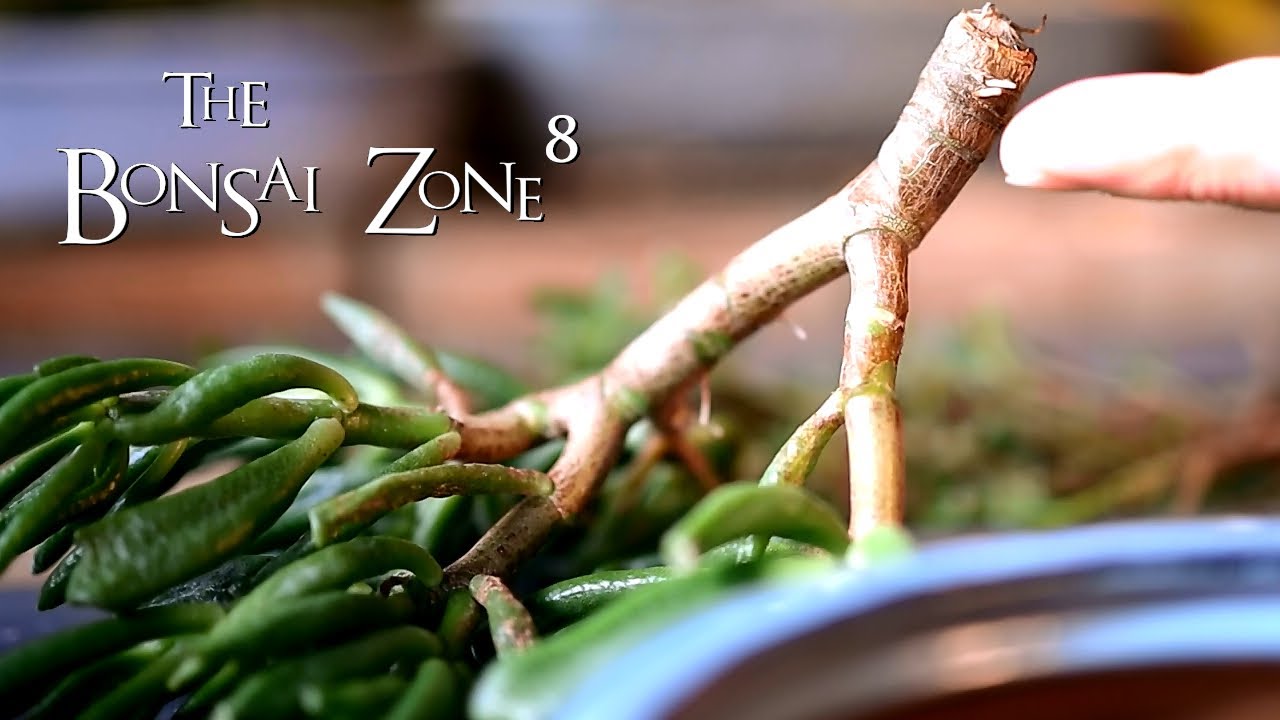 Jades and 3D Printed Bonsai Pots, The Bonsai Zone, Feb 2021