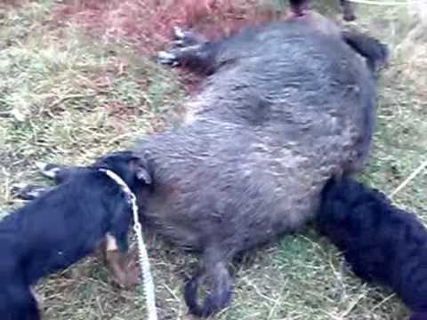 Jagd terrier & Giant Schnauzer Wild Boar Hunting Romania #dogs #hunting #wild