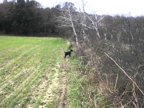Jagd terrier 5 mois au rappel
