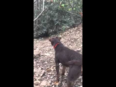 Jagd terrier au ferme 38
