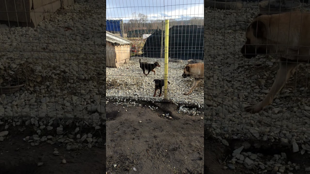 Jagd Terrier climbing fences