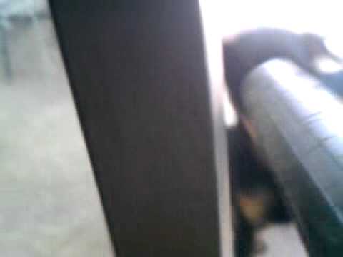 Jagd Terrier cute puppies