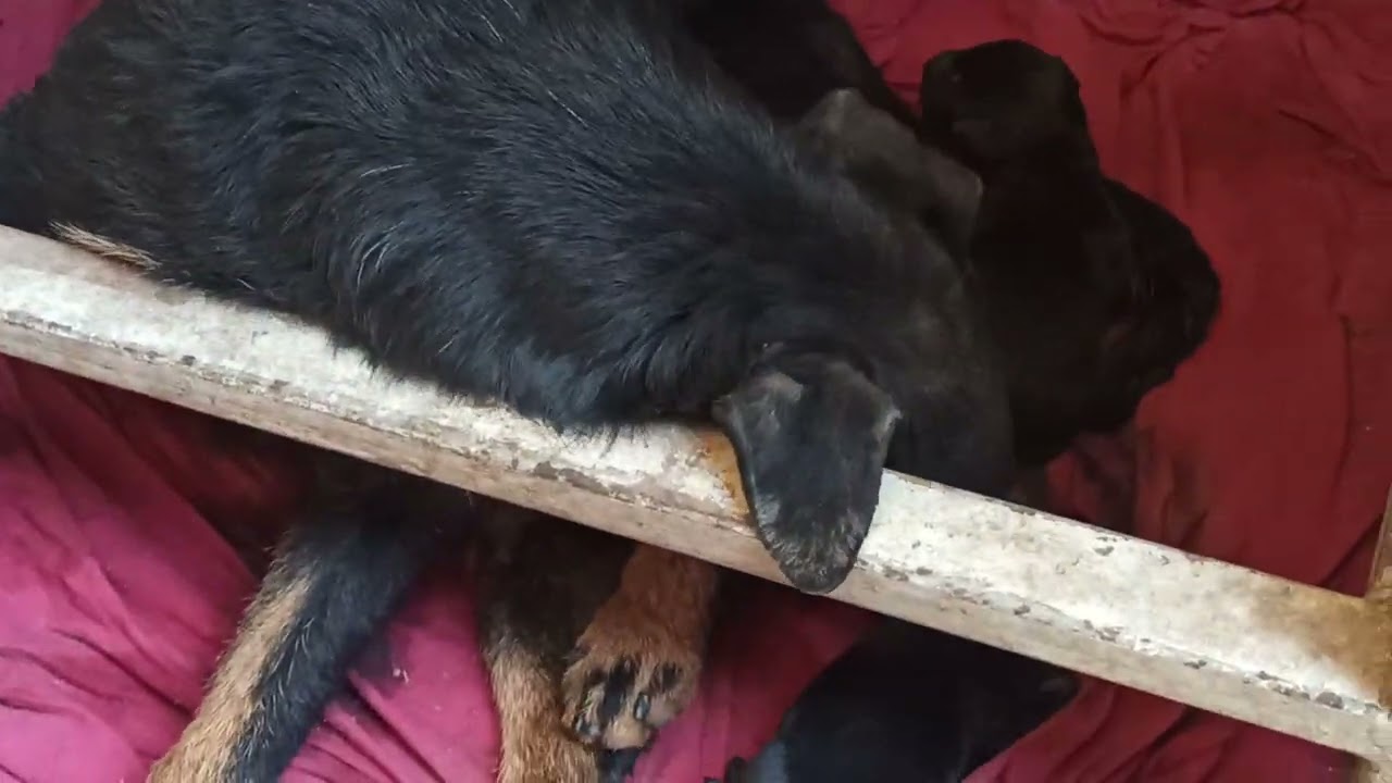jagd terrier doğum anı