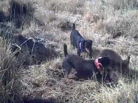 Jagd Terrier finds a Javelina