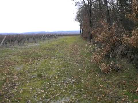 JAGD TERRIER HYSKO AU RAPPEL