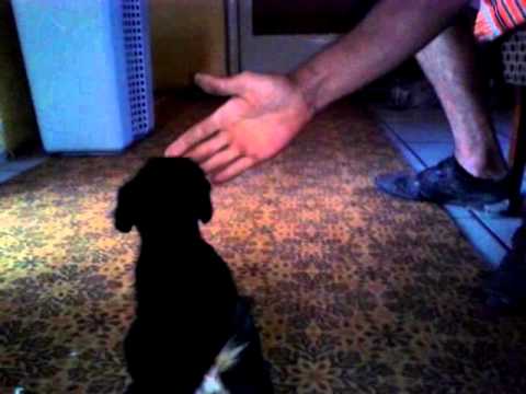 jagd terrier kölyök beindúl