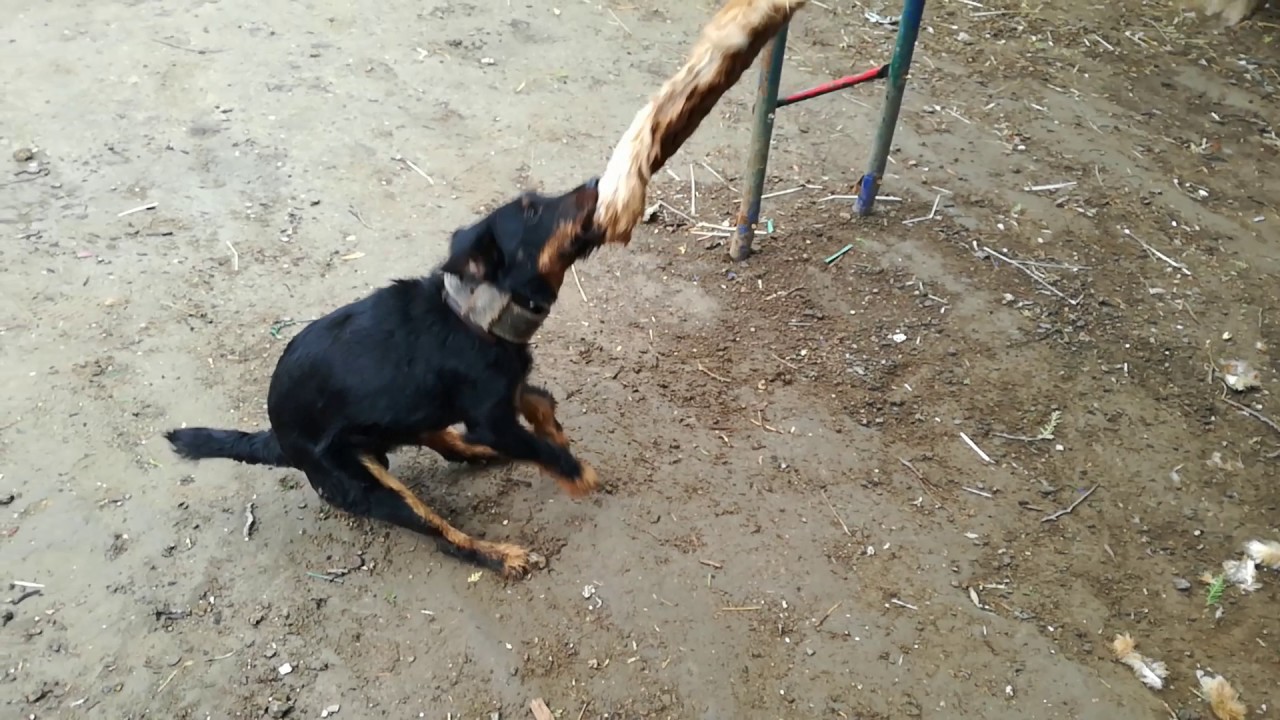 Jagd terrier motivation
