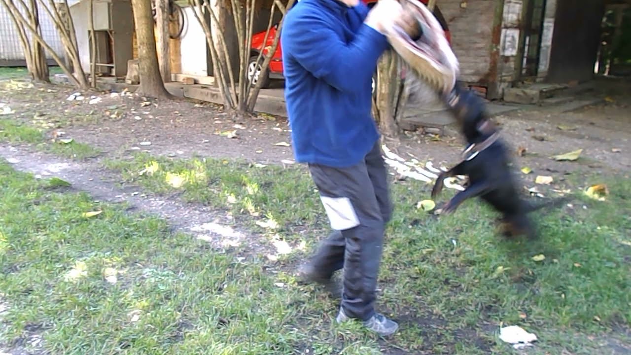 Jagd terrier munkában
