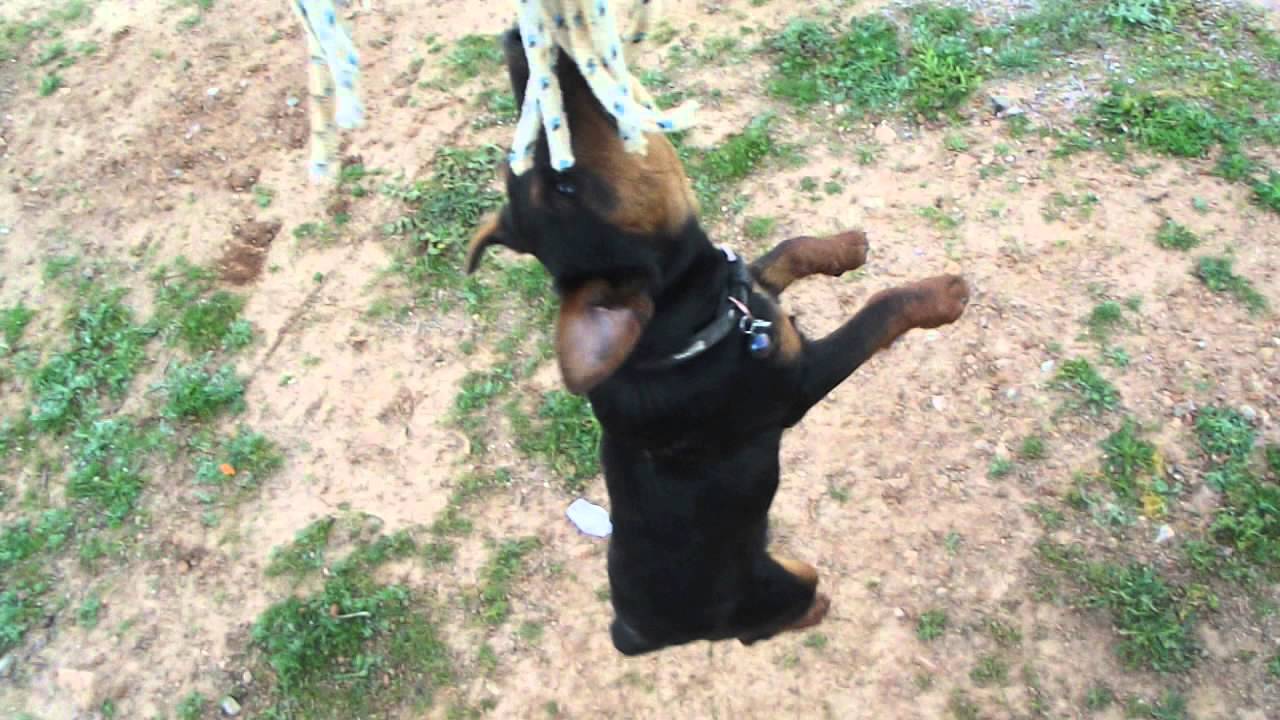 jagd terrier oi protes dagges