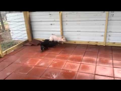Jagd terrier pups