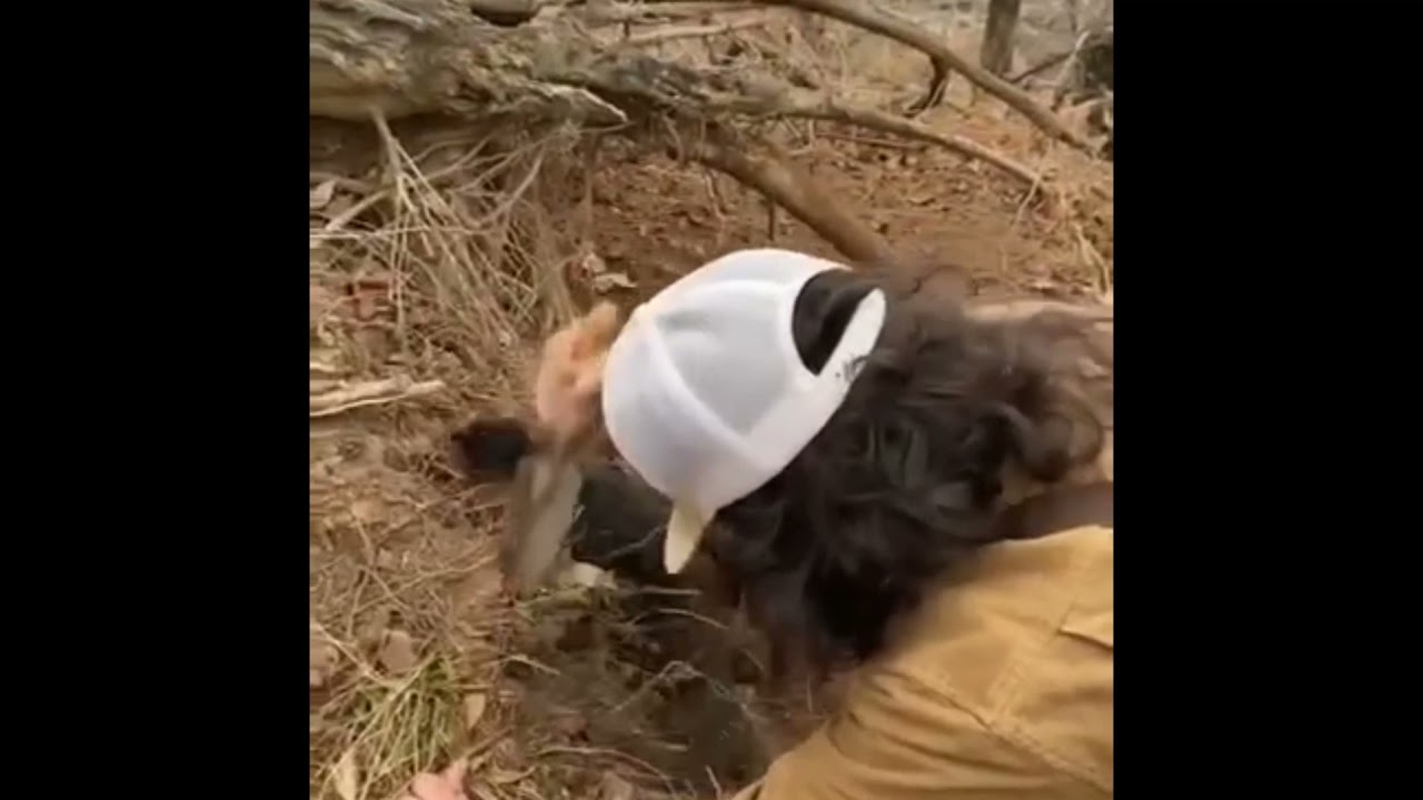JAGD TERRIER TO EARTH. VS ARMADILLO AND POSSUMS