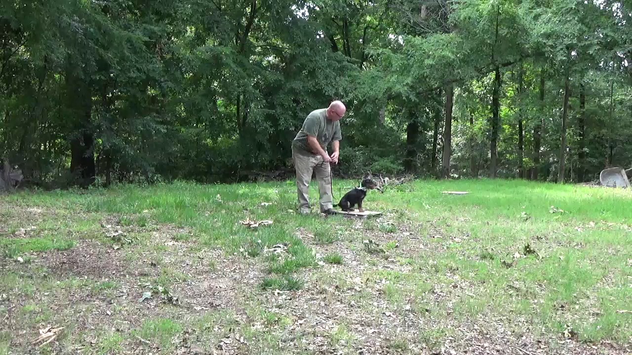 Jagd Terrier Training 5/29/17
