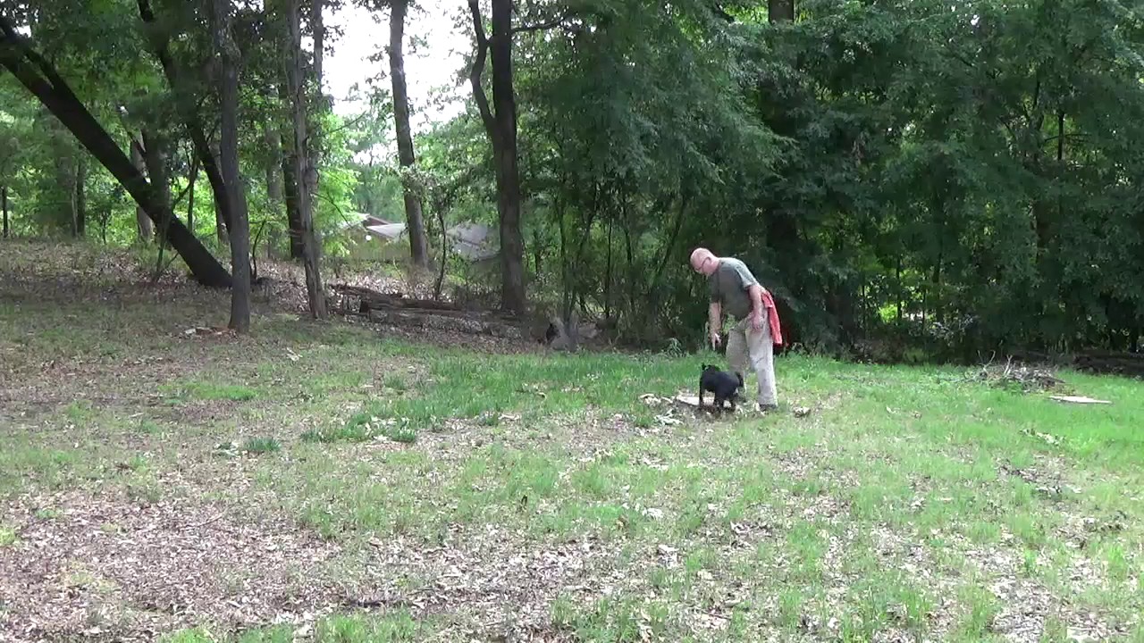 Jagd Terrier Training 5/29/17