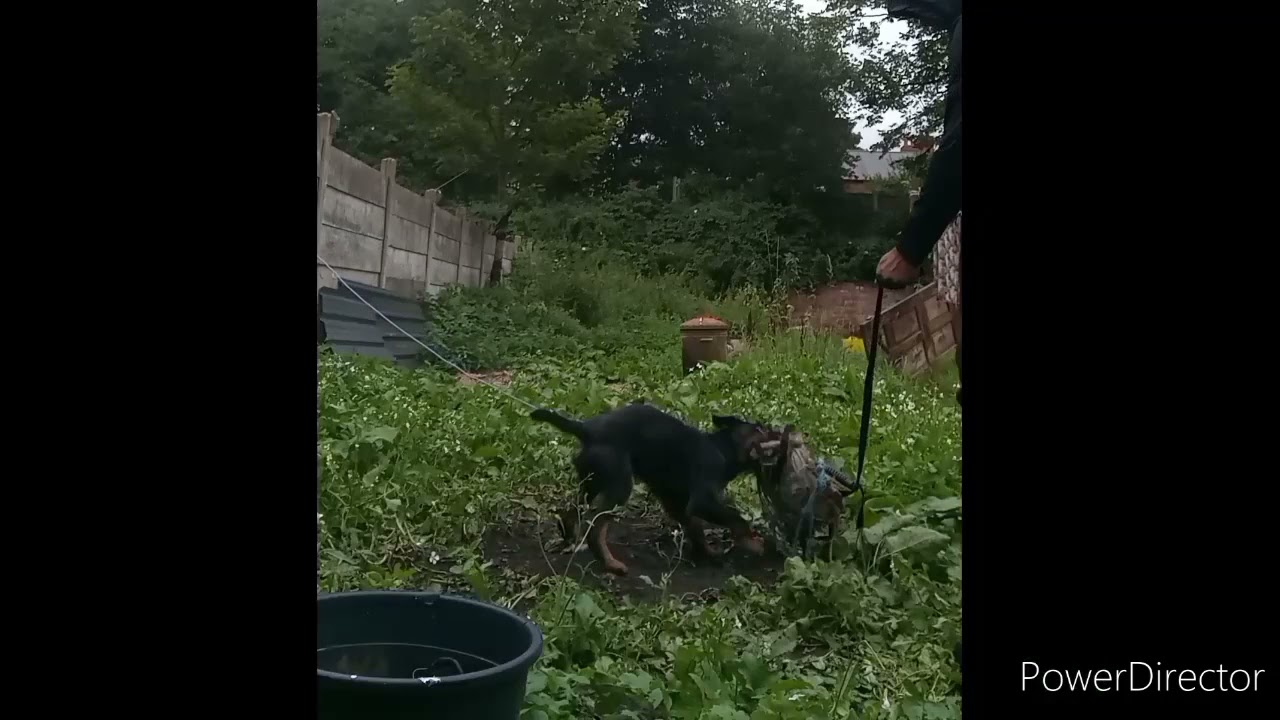 JAGD TERRIER UK - BITE WORK #CESARKENNELS