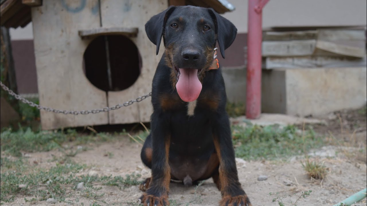 Jagd terrier XXL size puppy Crazy 💪💪