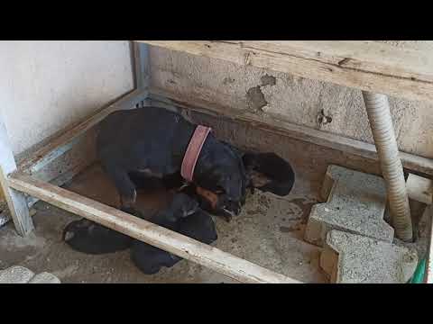 jagd terrier yavrulama , bilgi , av köpeği ,
