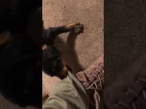 Jagd Terrier/German Hunting Terrier: 8 weeks for Sale