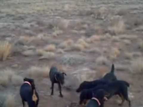 Jagd Terriers Vs Badger part 2