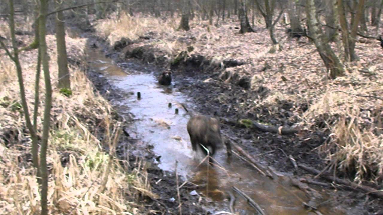 JAGDTERIER - CZESŁAW, JARY9