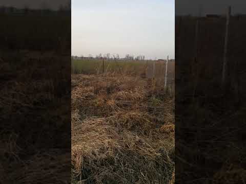 Jagdterier Hera. Praca na dziku w zagrodzie.
