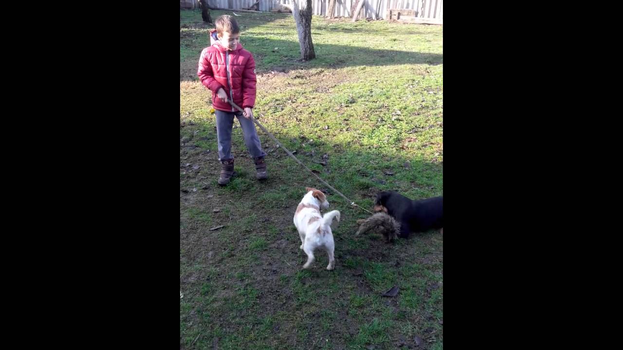 Jagdterrier  Jack Russell a game