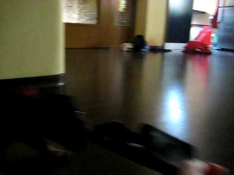 Jagdterrier  Puppy-Torres
