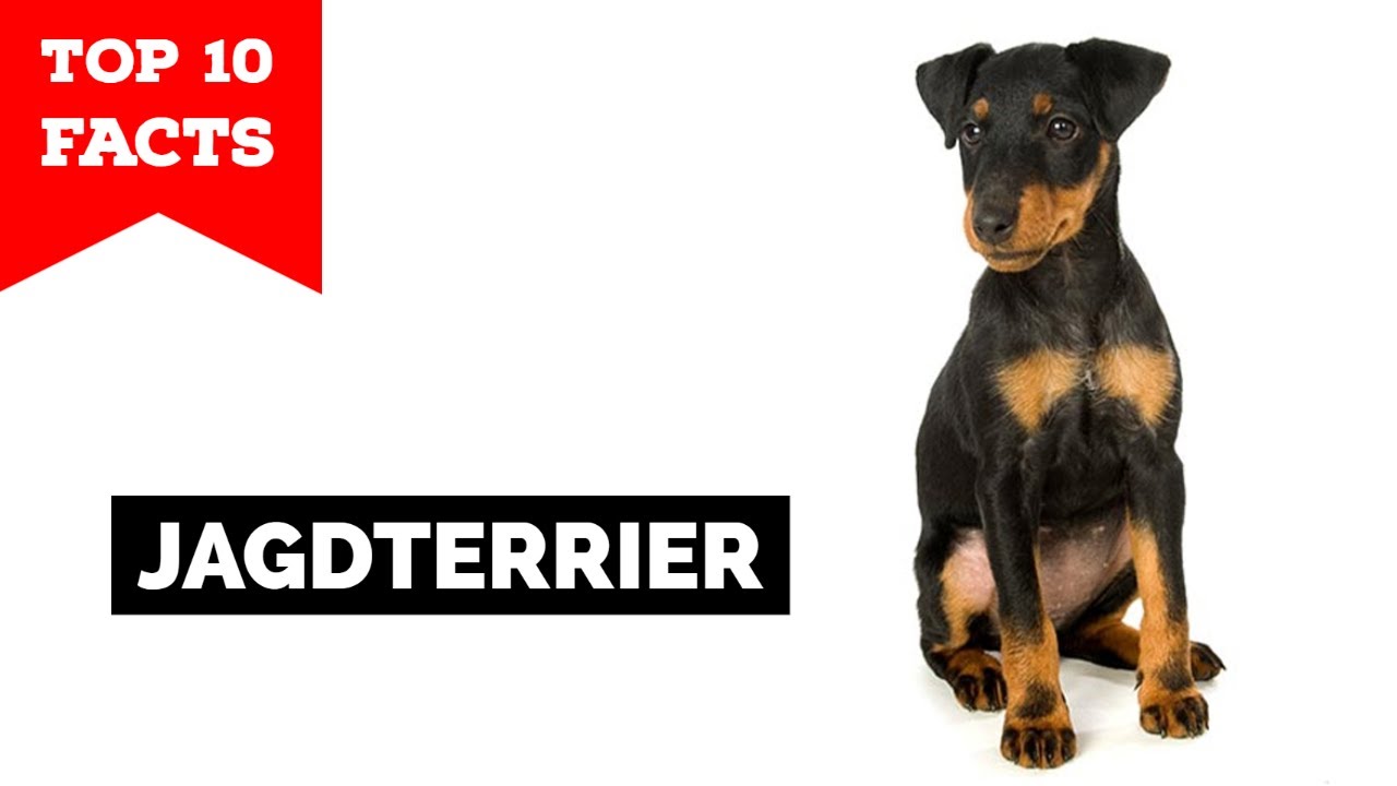 Jagdterrier - Top 10 Facts